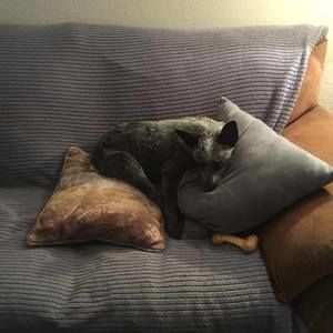 Meet your Posher, Patti